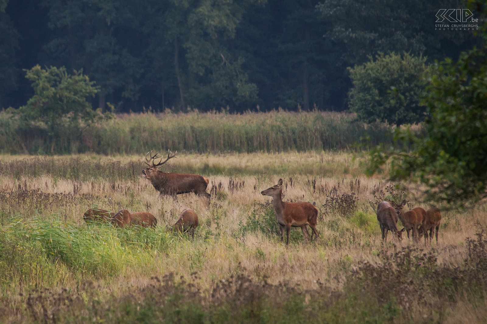 Red deer rut During the deer rut male red deer will have impressive antlers and they will grow a short neck mane. They start belling and fighting with other males to impress the hinds. Stefan Cruysberghs